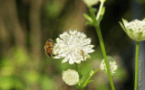 Bienen