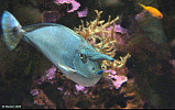 Schärpen-Nasendoktorfisch